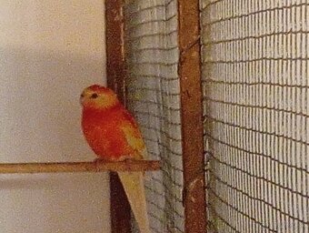 Papagáj spevavý. - 2