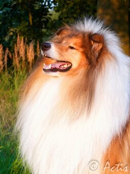 Kólia dlhosrstá s PP - 2