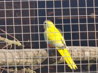 Nefema tyrkisová - 2