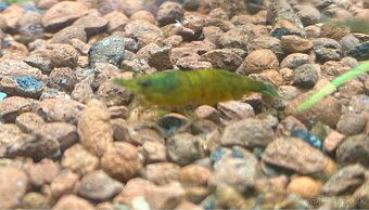 Neocaridina Green jade - 2