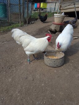 Biela australorpka - 2