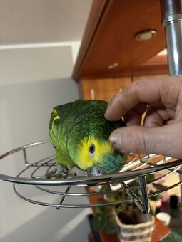 Amazoňan modročelý - 2