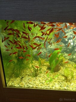 Predam mecune cervene a zelene - 2