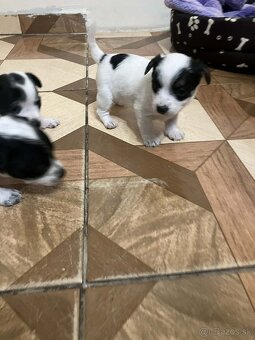 Darujem šteniatka - 2