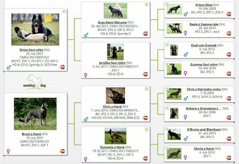 Nemecký ovčiak - šteniatka s PP - 2