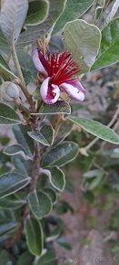 Brazílska guajava-Acca sellowiana - 2