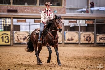 Pripustanie AQHA, APHA, APPA, aj ine - 2