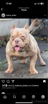 American Bully Micro - 2