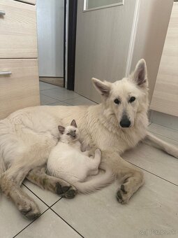 Ragdoll kocúrik 4mes. - 2