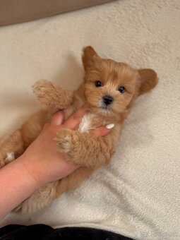 Maltipoo samice - 2