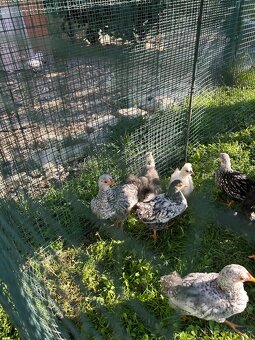 kuriatka wyandotky zdrobnenej - 2