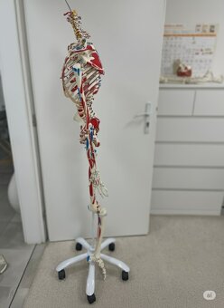 Anatomická kostra na stojane – model človeka - 2
