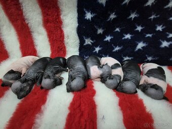 Americký bezsrstý teriér - 2