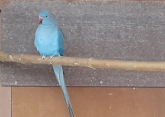 Alexander maly kobalt - 2