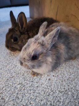 Rozkošni zakrsli zajacikovia - 2