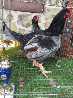wyandotka - 2