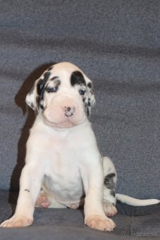 Nemecka doga - 2