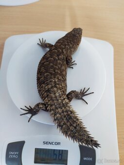 Egernia stokesii - 2
