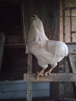 Araucana Araukana - 2