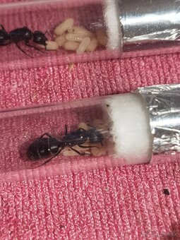 Camponotus vagus - 2