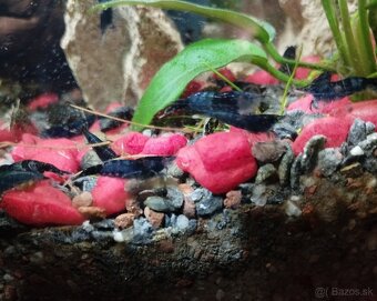 🦐KREVETKY🦐 Neocaridina 💙Blue Dream💙 - 2