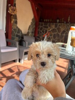 Maltipoo - 2