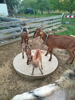 Predám ovce a kozy 100% AN - 2