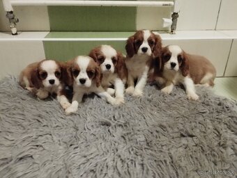 Cavalier King Charles Spaniel s PP - 2