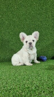 Francúzsky buldoček - 2