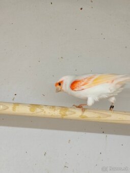 Predám kanarika - 2