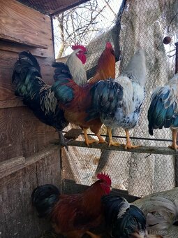 Predám kohútov - 2