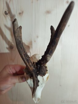 Trofej Trofeje Zhody Parohy Parožie.... - 2