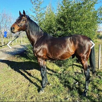 Pripúšťanie žrebcom anglický plnokrvník - 2