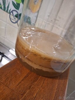 Predam čajovú hubu kombucha + nálev pre prípravu kombuchy - 2