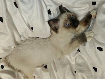 Ragdoll - 2