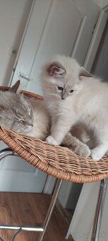 Ragdoll - 2
