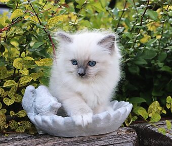 Ragdoll - láska na celý život - 2