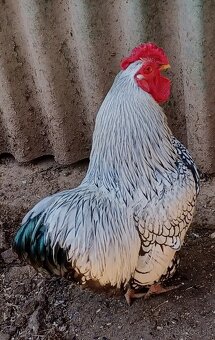 Predám ročného kohúta Wyandotka : - 2