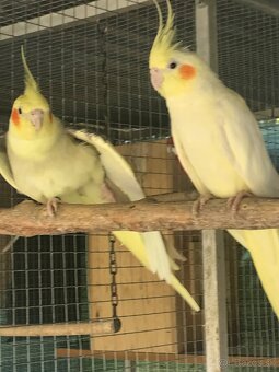 Predam chovny par koriel - 2
