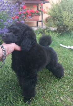 Toy pudel - 2