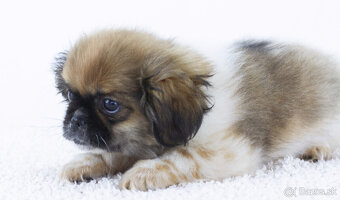 Predám šteniatko šicu - 2