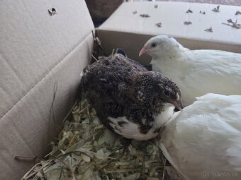 Prepelice TEXAS sliepky v znaške - 2