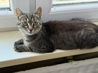 Tigrovaná macicka - 2