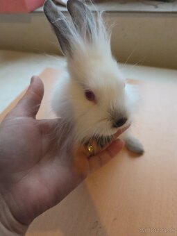 Zakrsle králičky - 2