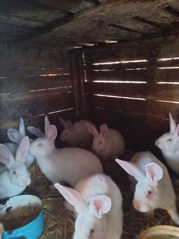 Predám zajace hyly - 2