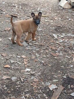 Predám Belgický ovčiak  sučku - 2