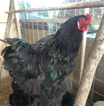 Brahman velka forma - 2
