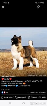Americká Akita - 2
