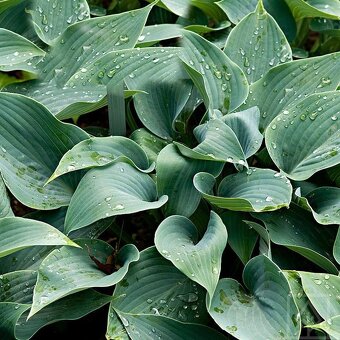 Hosta tmavozelená - 2,5eur - 2