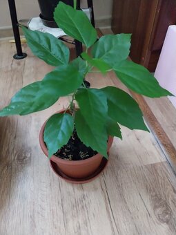 Darujem za symbolickú cenu - 2